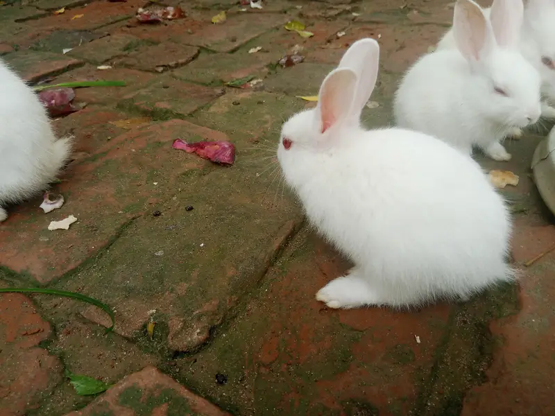 Red eye white Rabbits for sale — photo 5