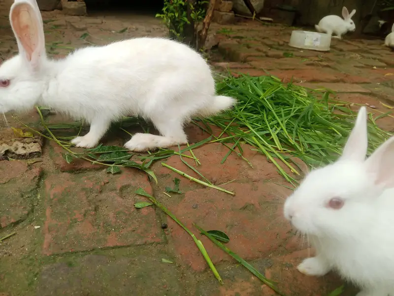 Red eye white Rabbits for sale — photo 6