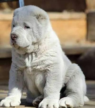 Imported Alabai Puppies Available