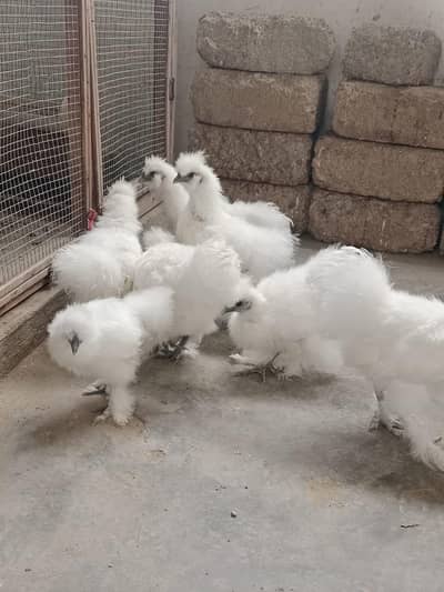 white silkie
