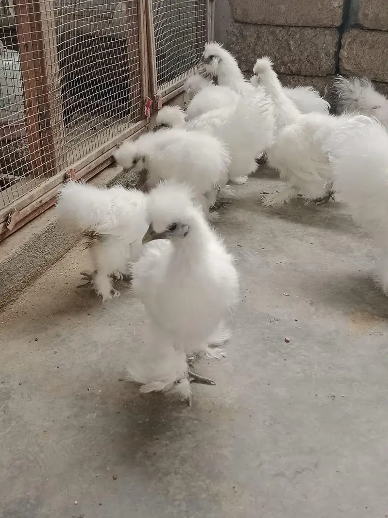 white silkie — photo 2
