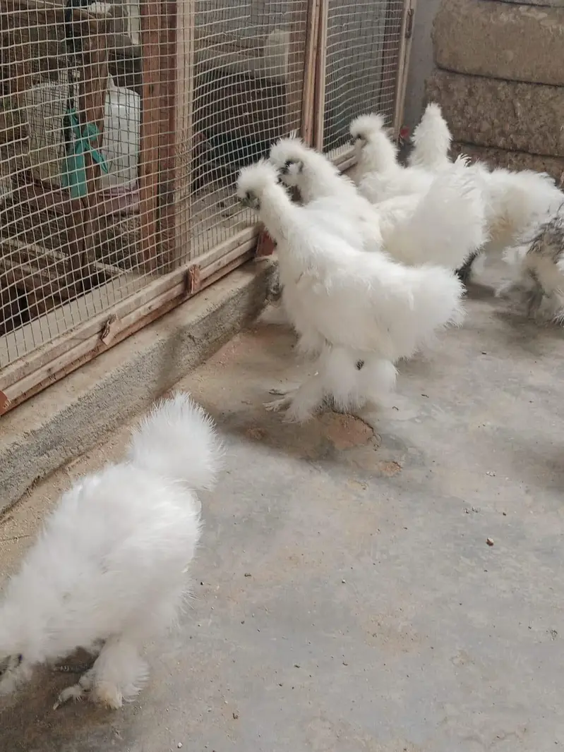 white silkie — photo 3