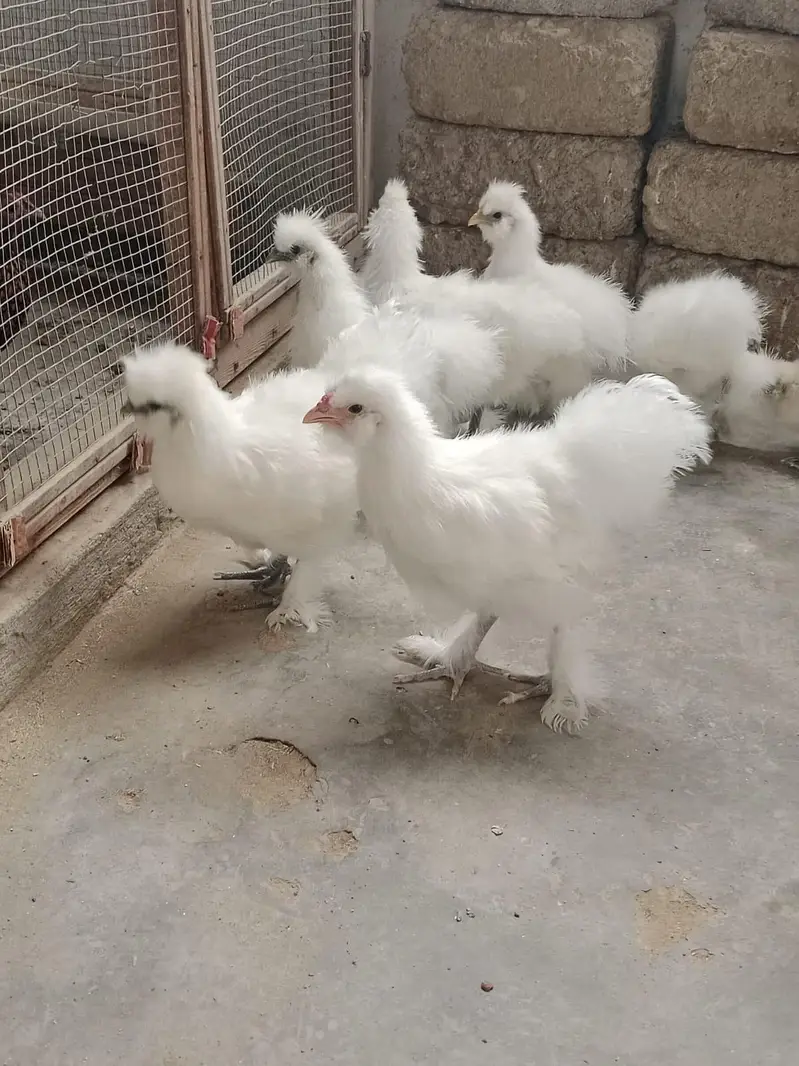 white silkie — photo 4