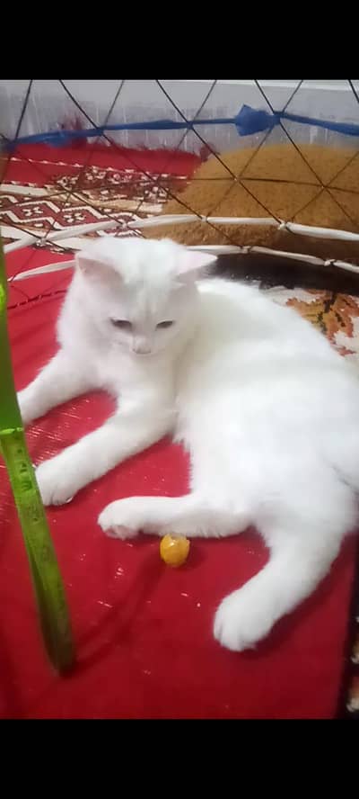 Persian Male Cat for Sale | Double coat