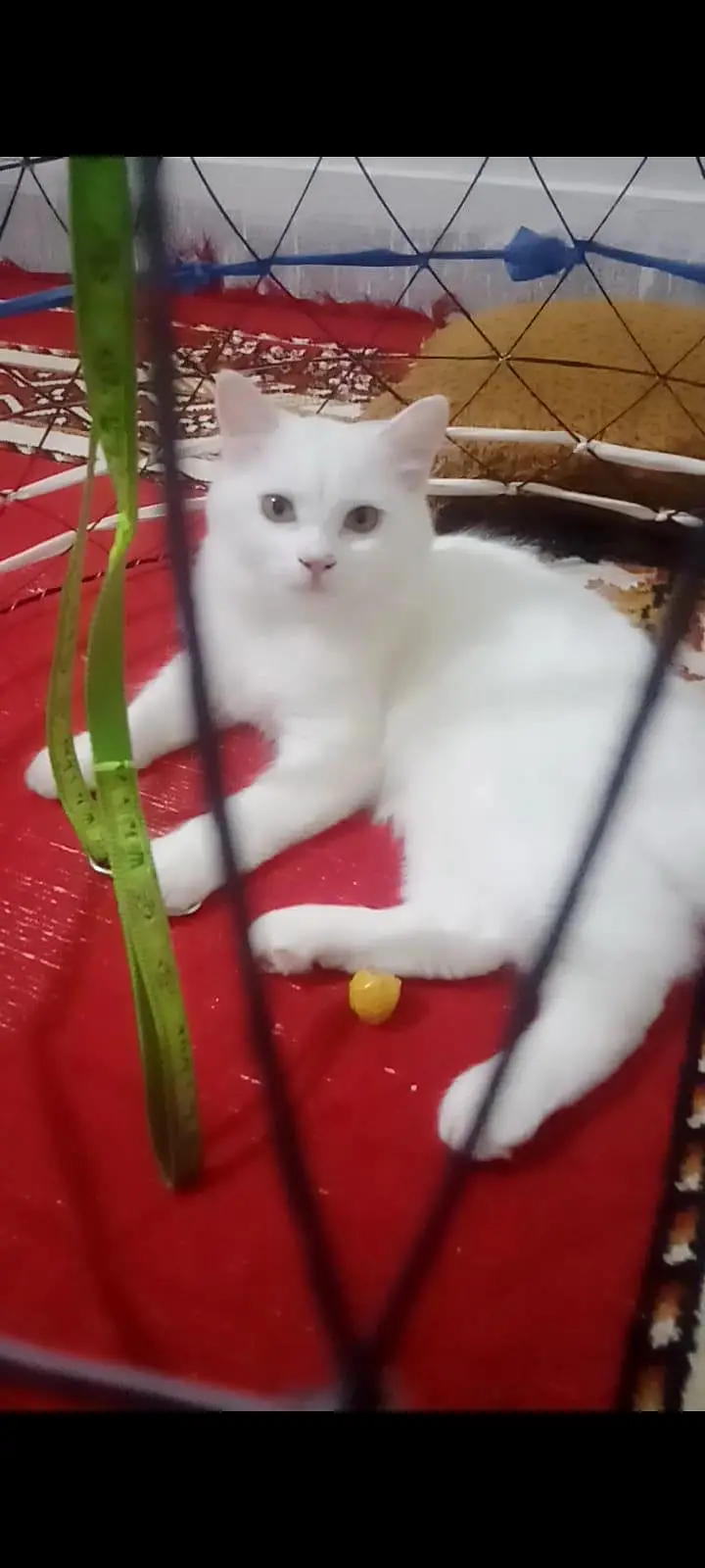Persian Male Cat for Sale | Double coat — photo 3