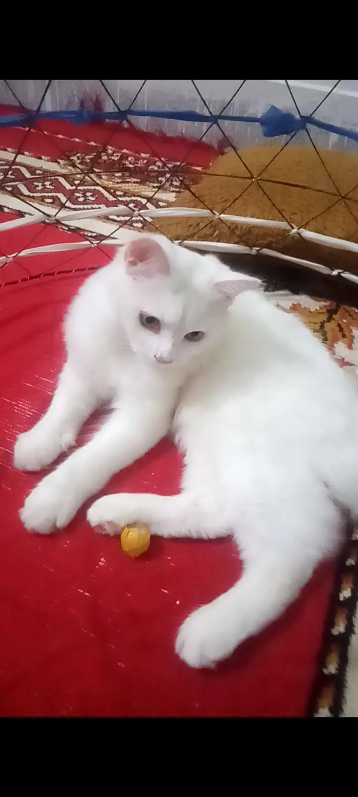Persian Male Cat for Sale | Double coat — photo 5