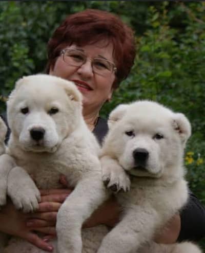 Imported Alabai Puppies Available