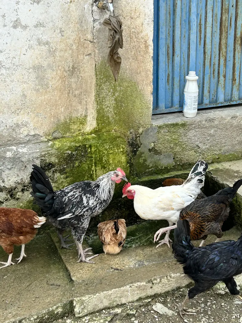 Golden Misri Male Murga For Sale (Only Male)  800 rs kg — photo 2