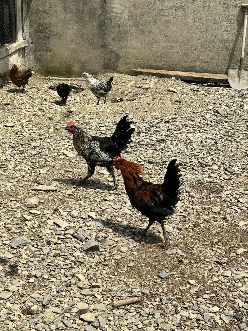 Golden Misri Male Murga For Sale (Only Male)  800 rs kg — photo 3