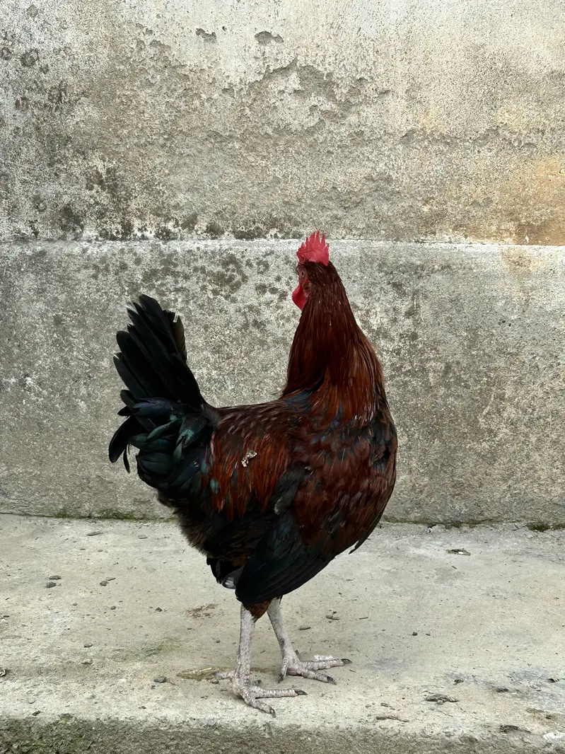 Golden Misri Male Murga For Sale (Only Male)  800 rs kg — photo 4