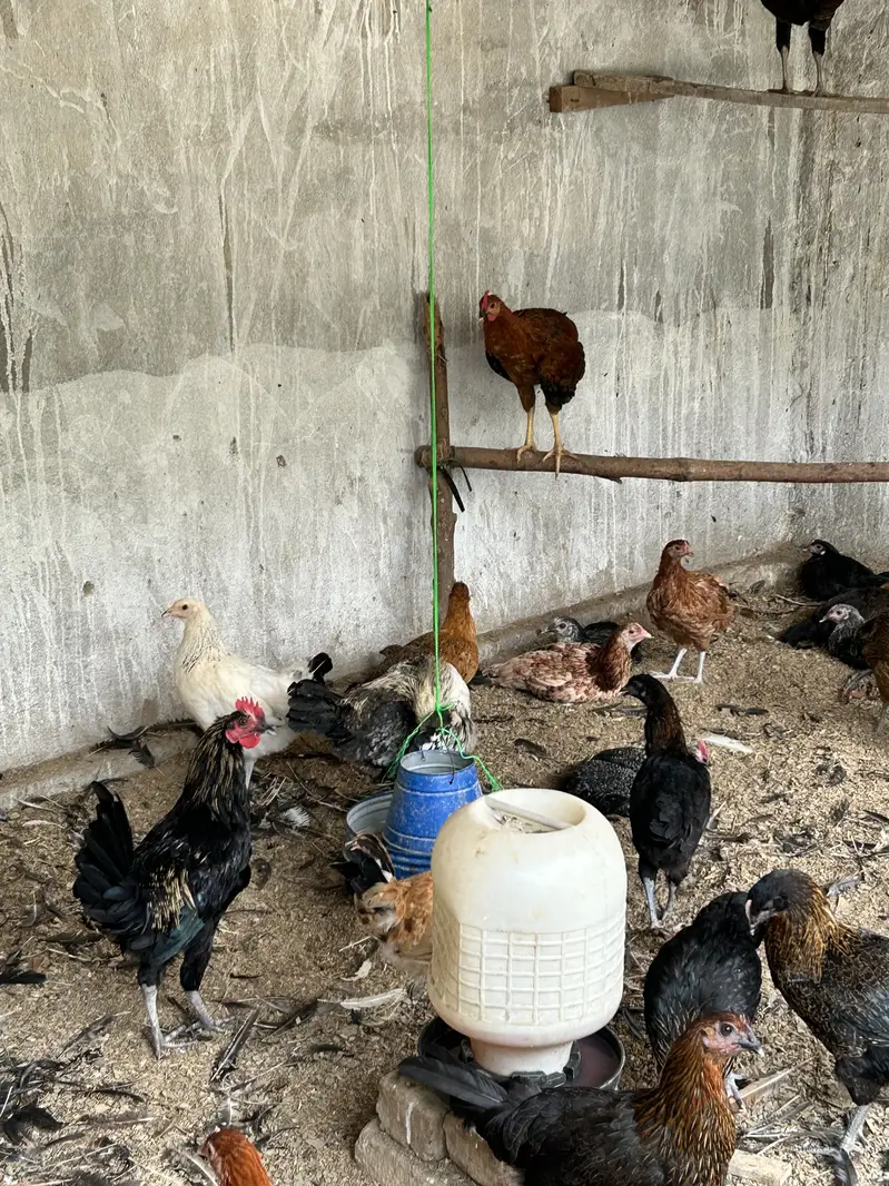 Golden Misri Male Murga For Sale (Only Male)  800 rs kg — photo 5