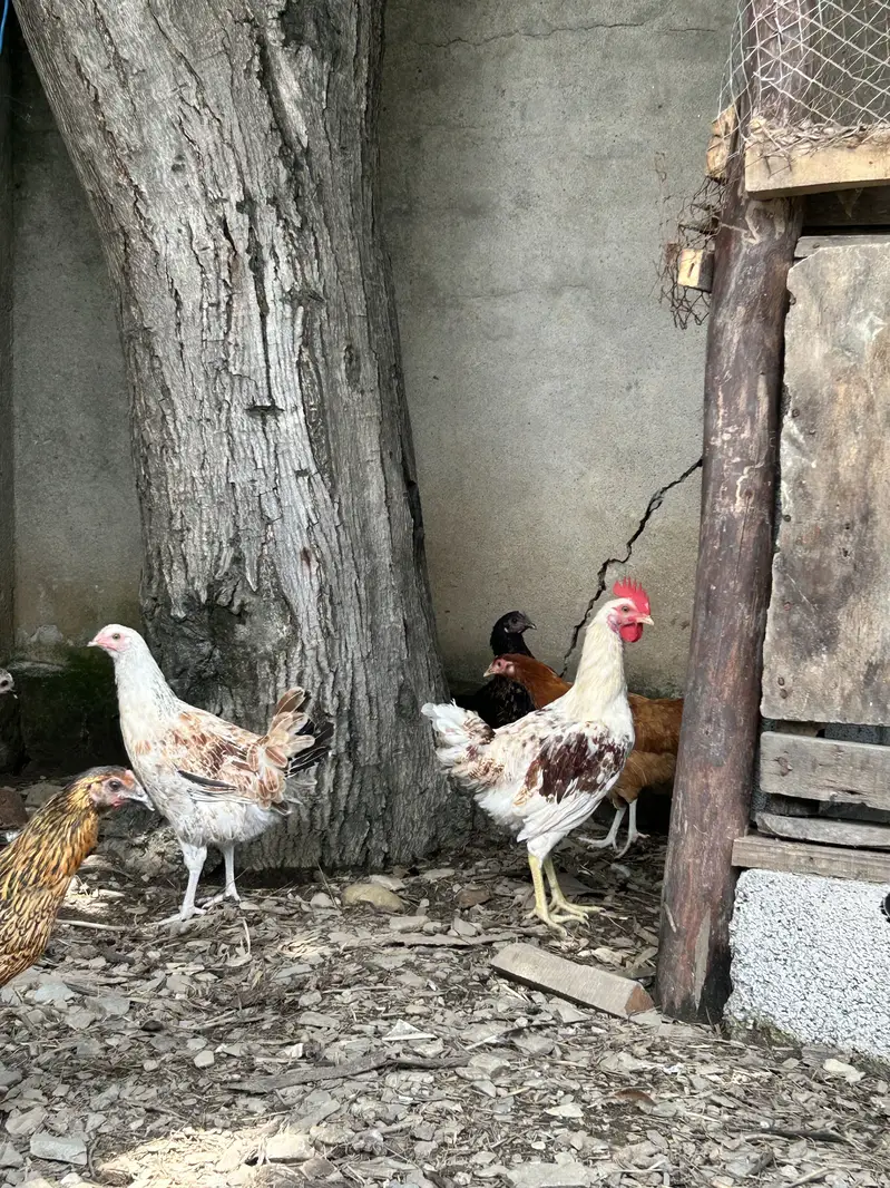 Golden Misri Male Murga For Sale (Only Male)  800 rs kg — photo 6