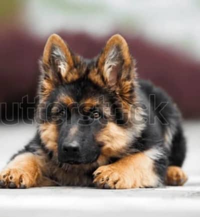 Imported German Shepherd Puppies Available