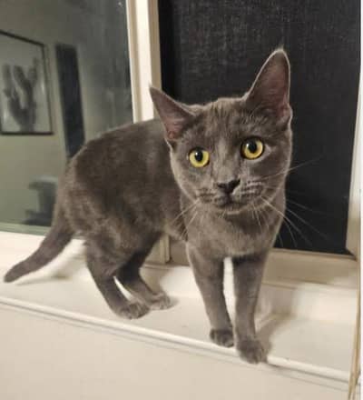 Imported Russian Blue Cat with  Cat Essentials