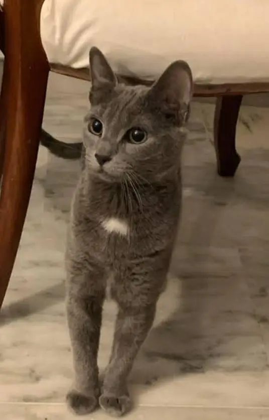 Imported Russian Blue Cat with  Cat Essentials — photo 2