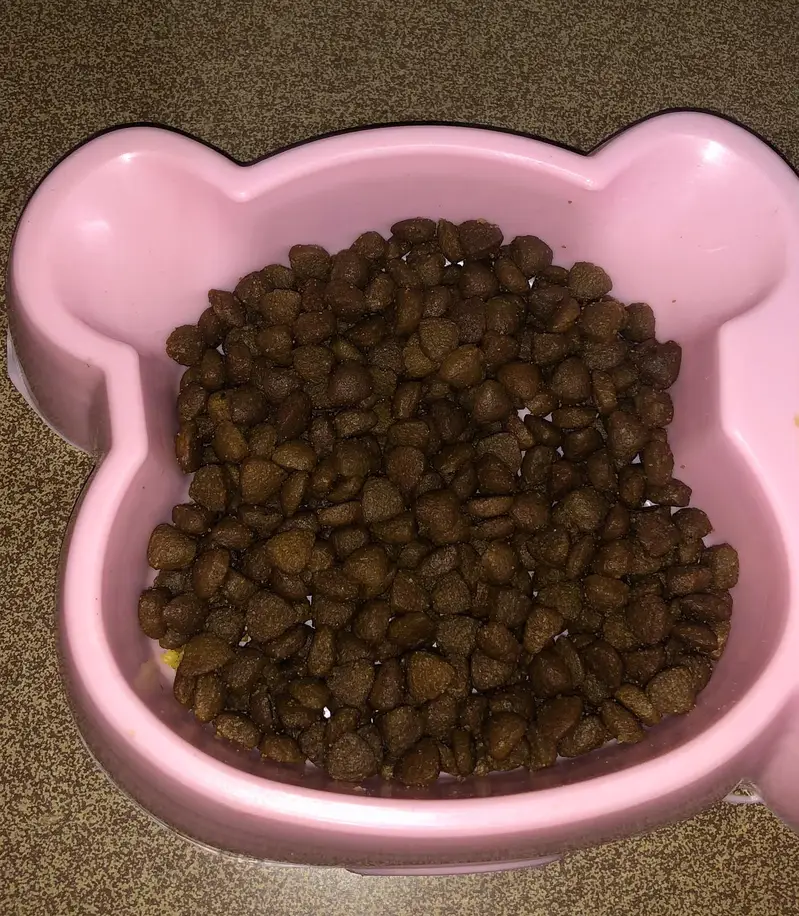 Imported Russian Blue Cat with  Cat Essentials — photo 5