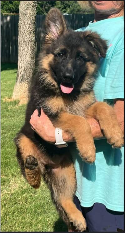 Imported German Shepherd Puppies Available