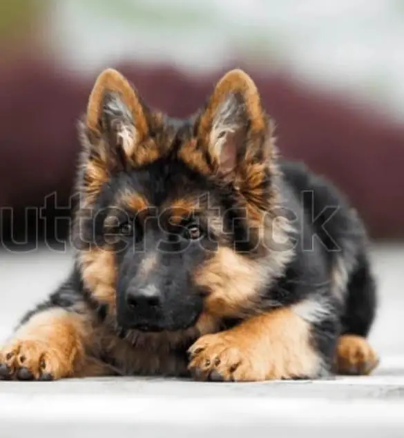 Imported German Shepherd Puppies Available — photo 2