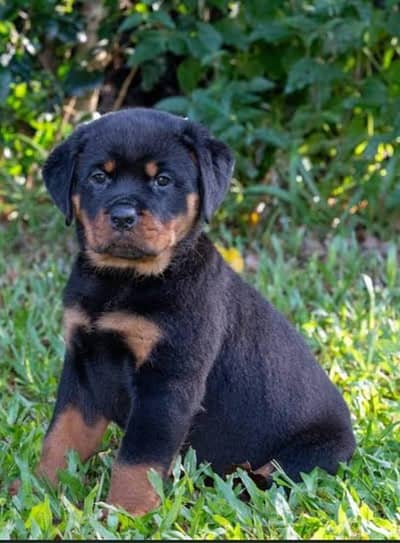 Imported Rottweiler Puppies Available
