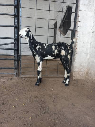 Tedda bakra bakri jora