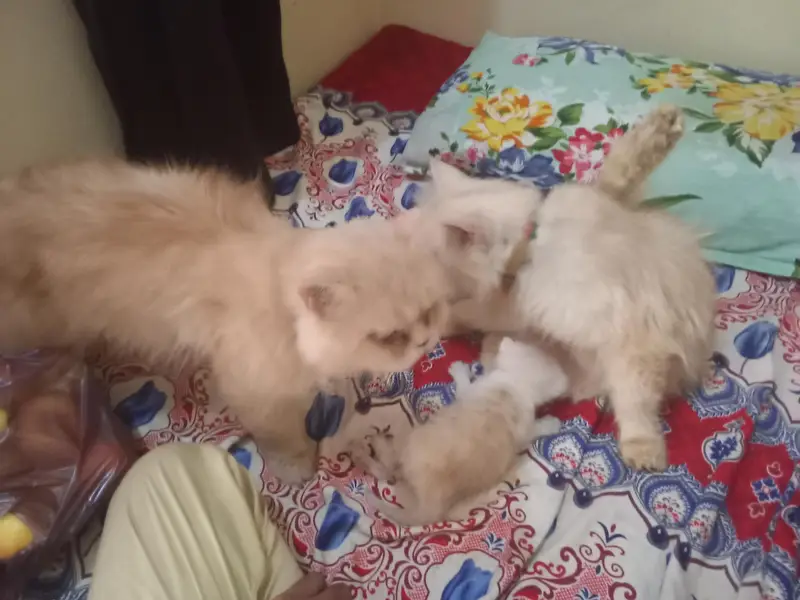 pair ek bacche ke sath — photo 2