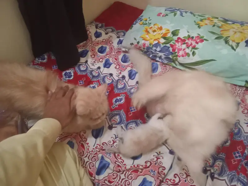pair ek bacche ke sath — photo 3