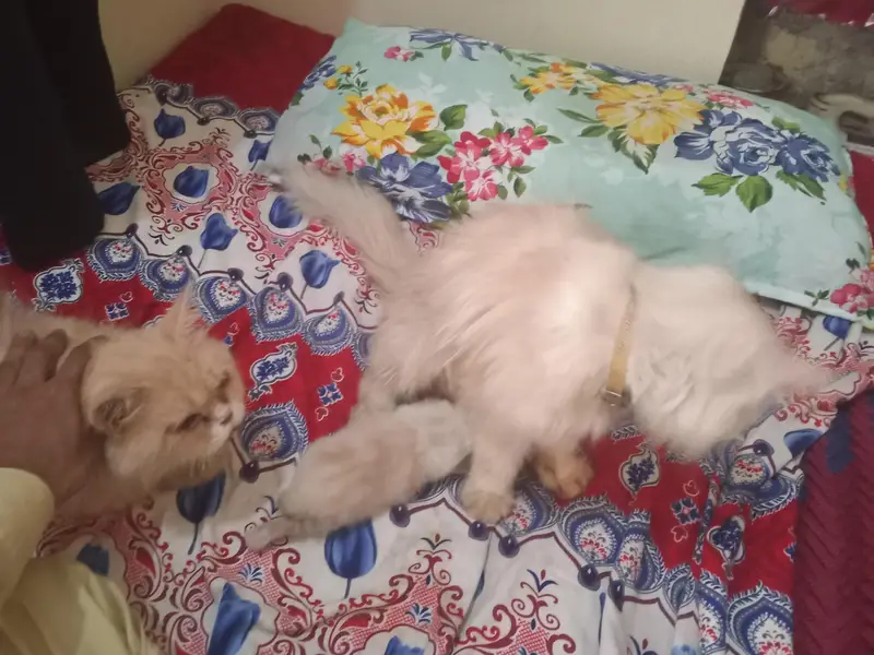 pair ek bacche ke sath — photo 4