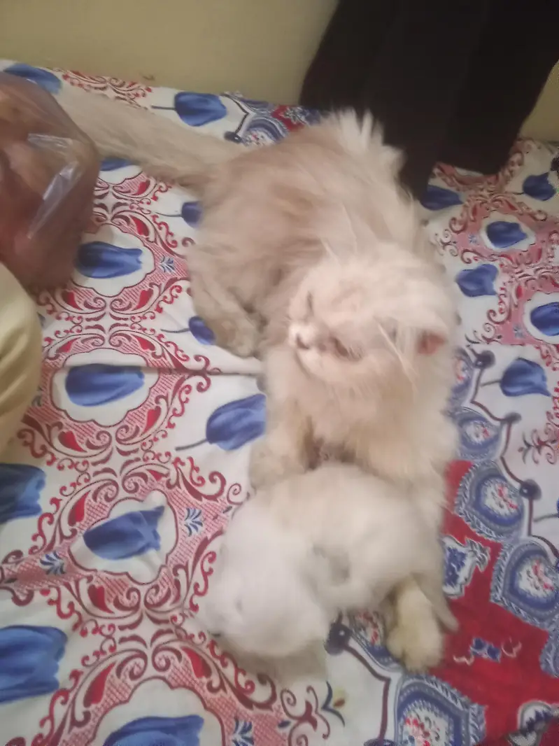 pair ek bacche ke sath — photo 6