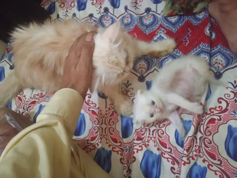 pair ek bacche ke sath — photo 7
