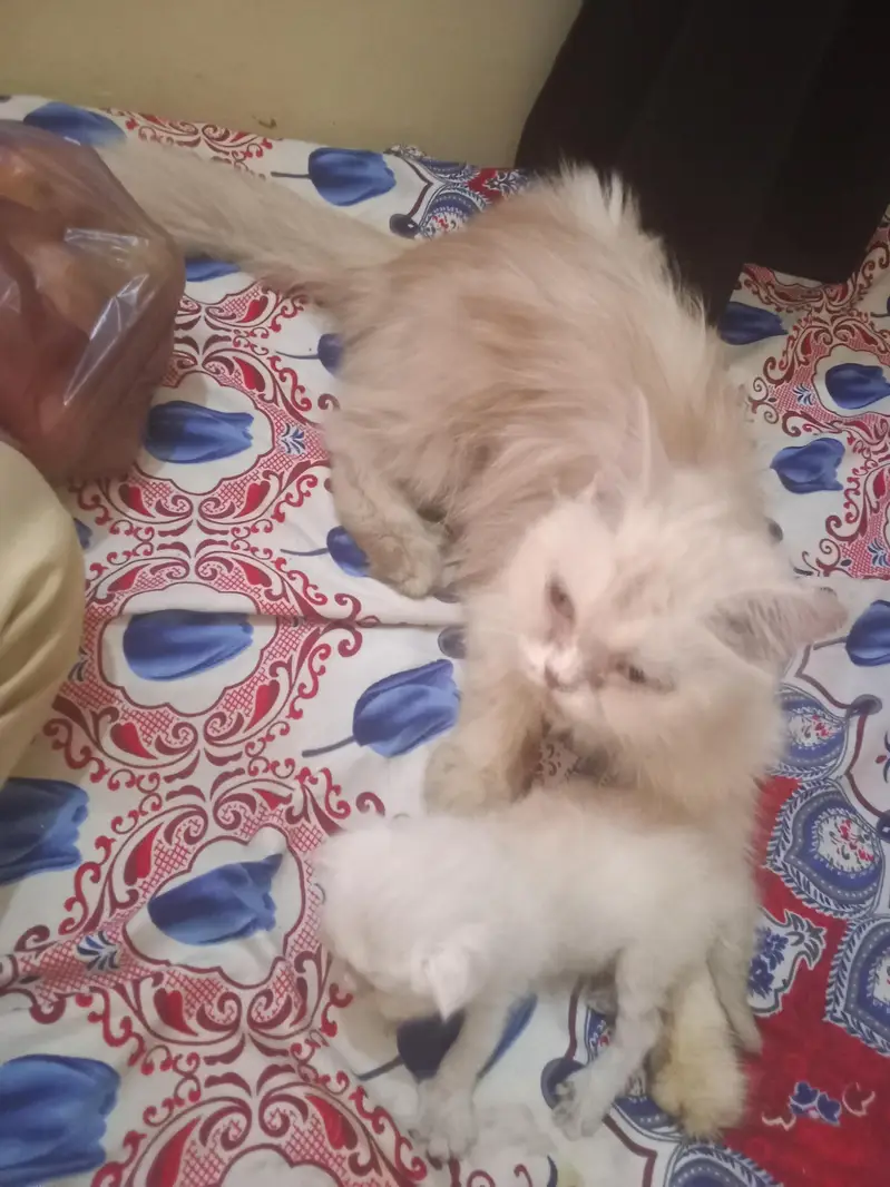 pair ek bacche ke sath — photo 9