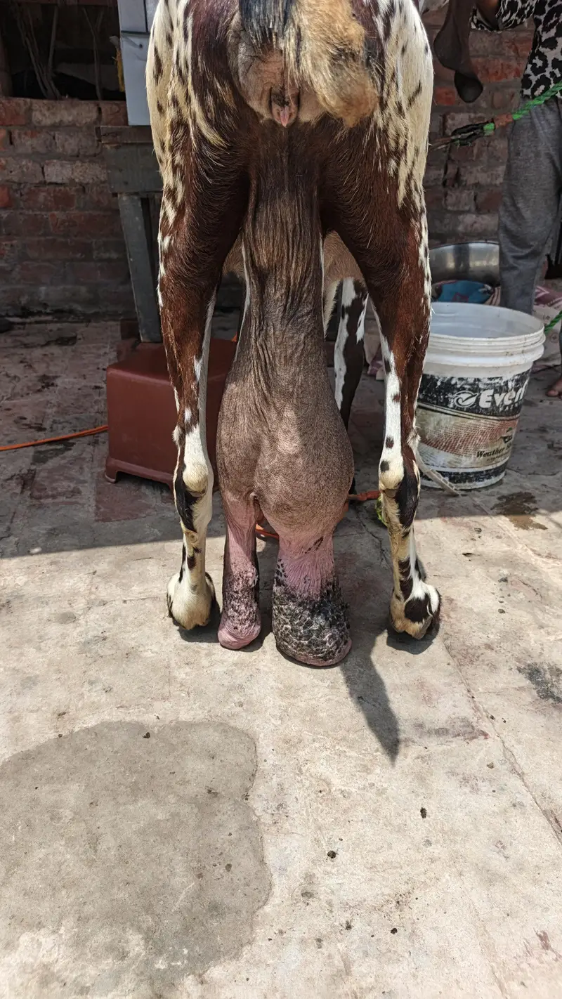 pure breaded quality female 03120477479 — photo 8