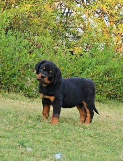 Rottweiler Puppy, Rottweiler Dog, Pure Rottweiler, Rottweiler