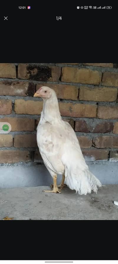 Heera Hen