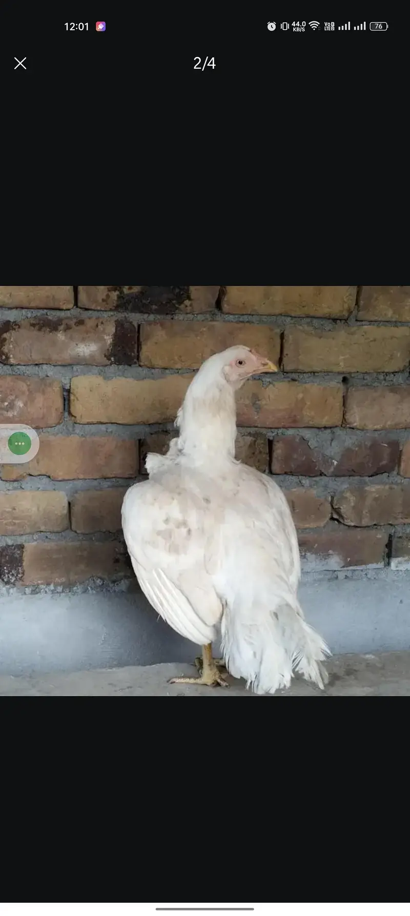 Heera Hen — photo 2
