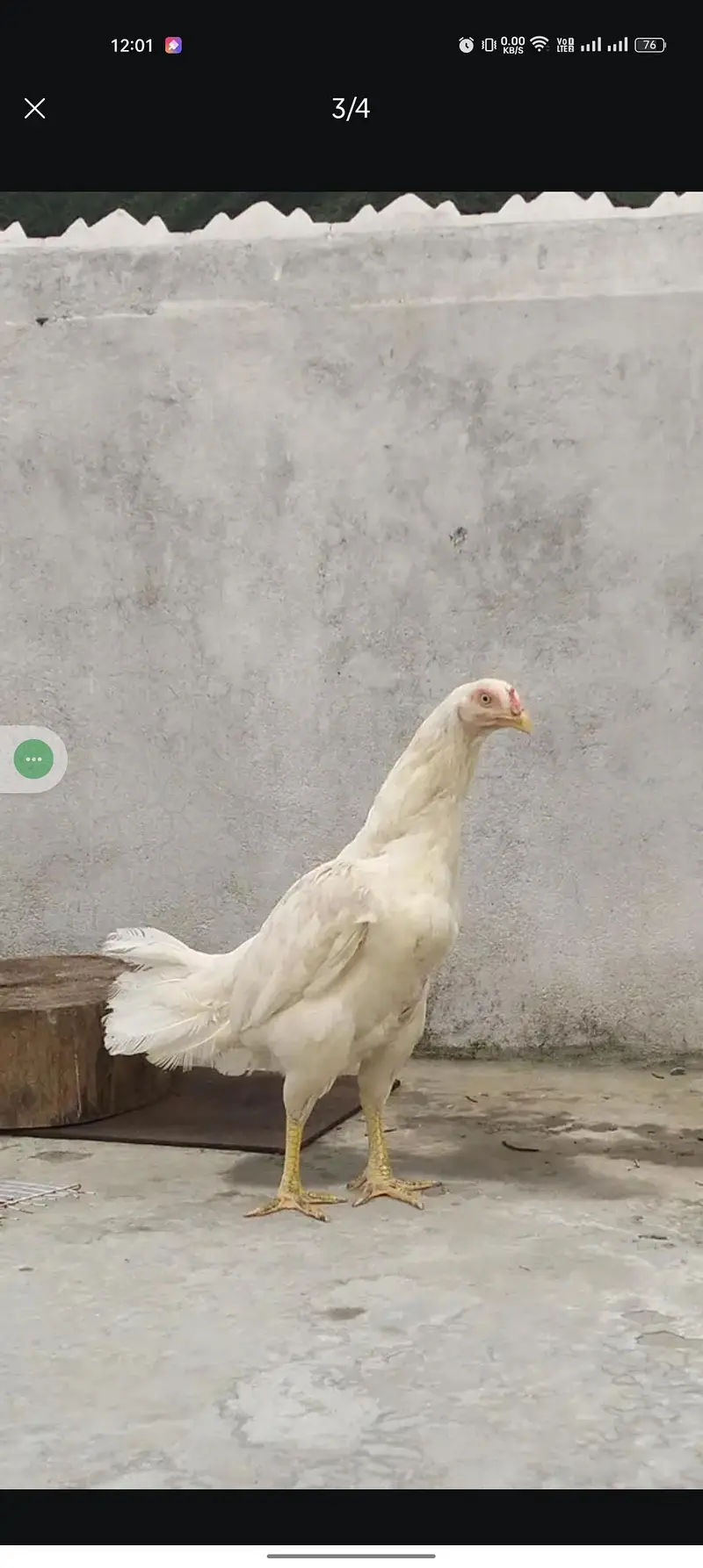 Heera Hen — photo 3