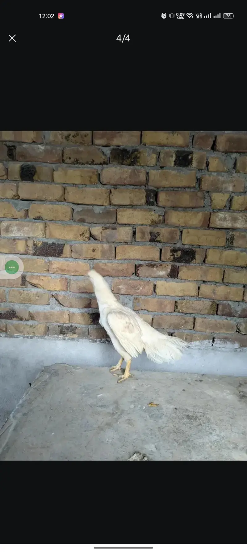 Heera Hen — photo 4
