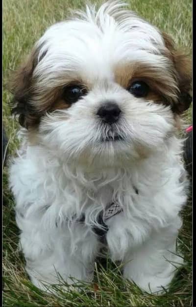 Imported Shih Tzu Puppies Available