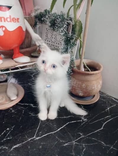 Persian White Kitten
