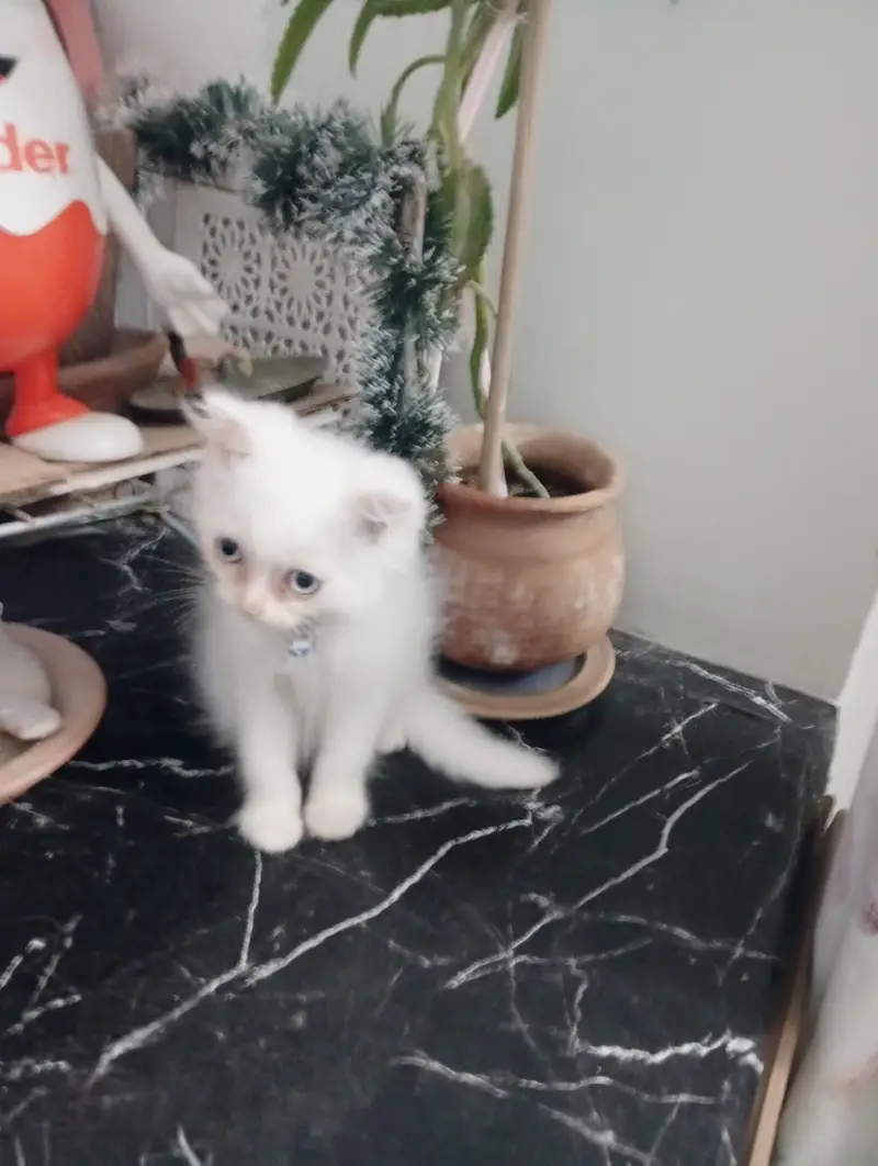 Persian White Kitten — photo 2