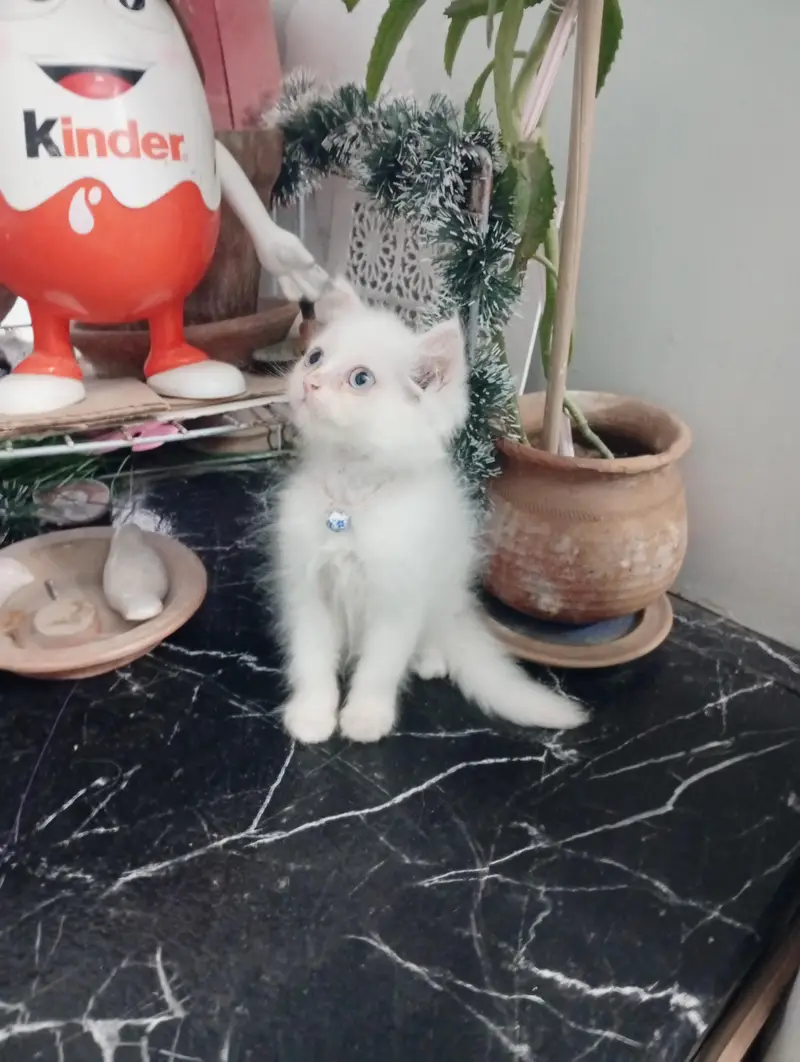 Persian White Kitten — photo 3