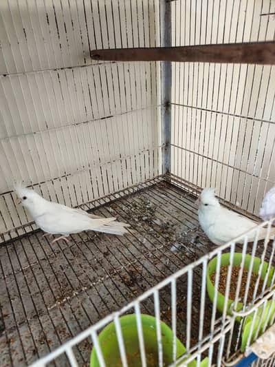eno  pair