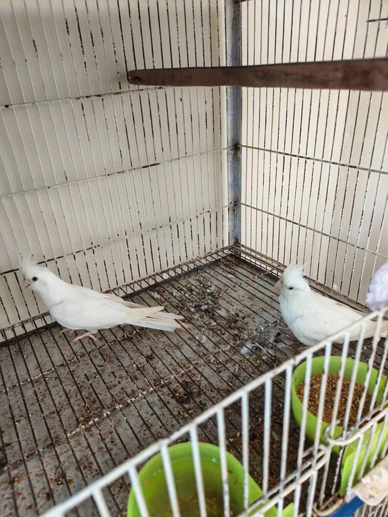 eno  pair 0