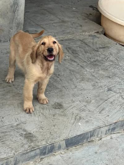 golden retriever puppies