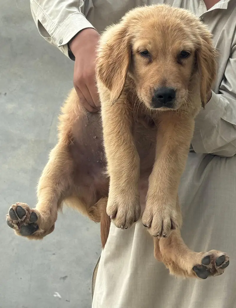 golden retriever puppies — photo 2