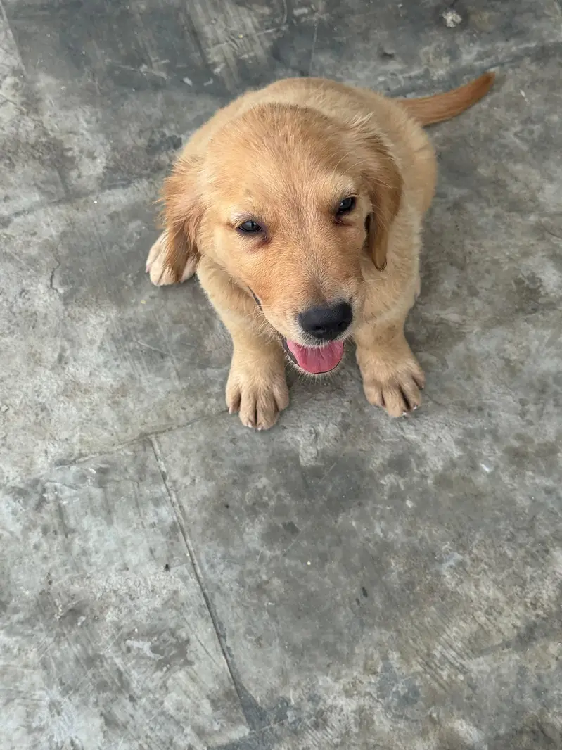 golden retriever puppies — photo 3