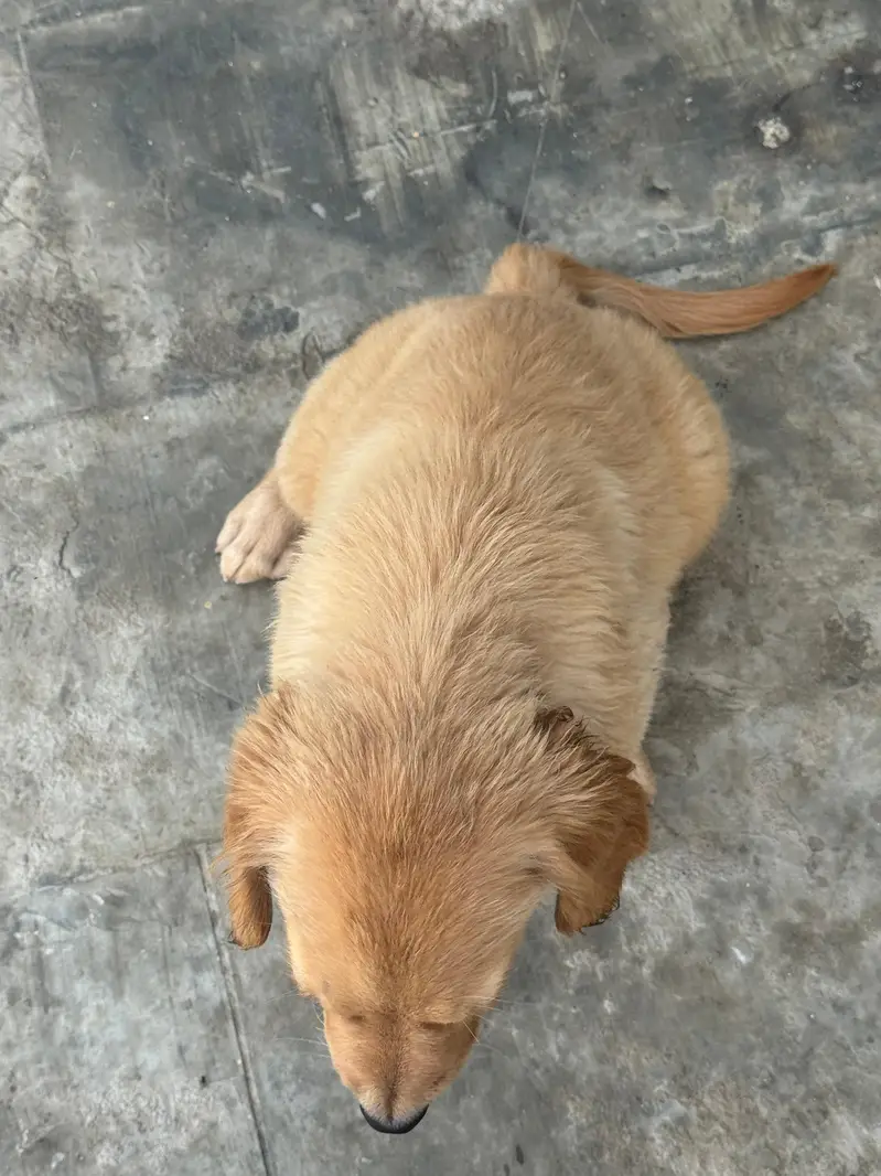 golden retriever puppies — photo 4
