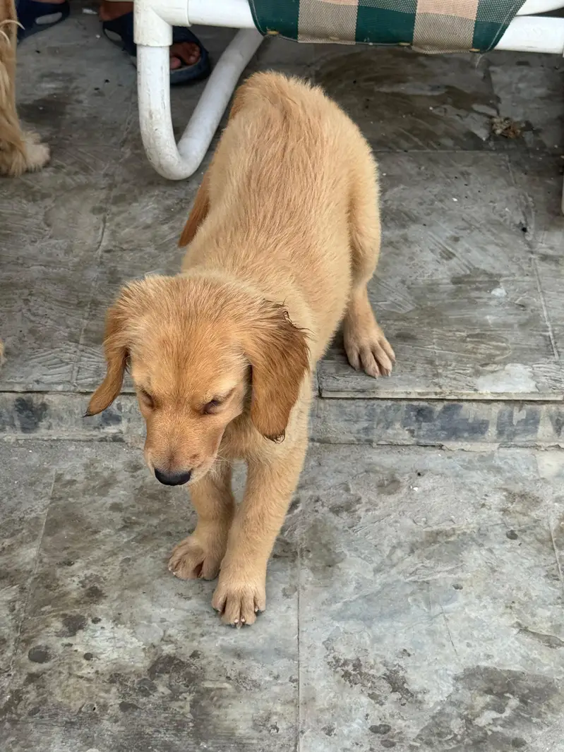 golden retriever puppies — photo 5