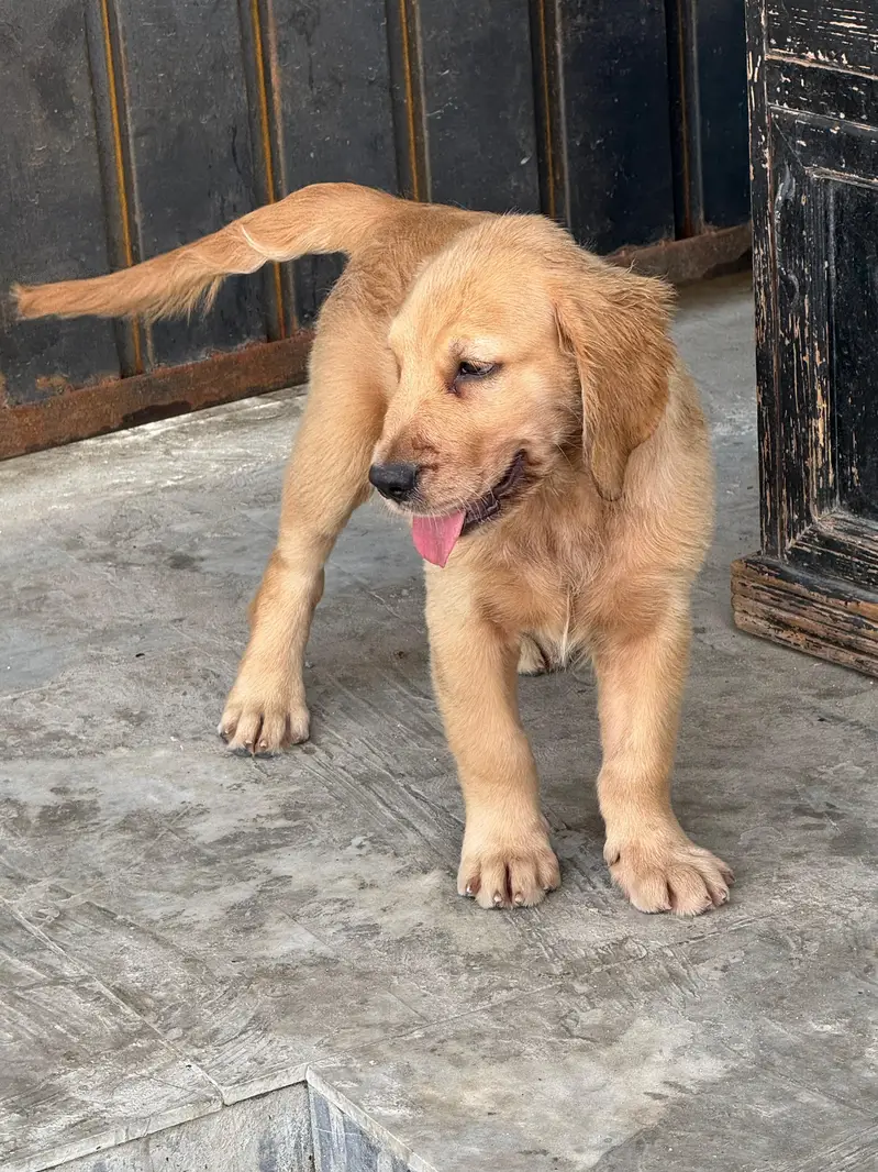 golden retriever puppies — photo 6