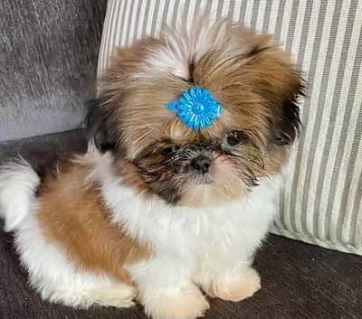 Imported Shih Tzu Puppies Available
