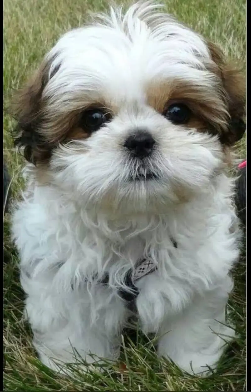 Imported Shih Tzu Puppies Available — photo 2